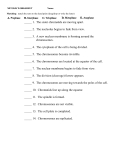 MITOSIS WORKSHEET