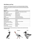 BOP Feet and beak adaptations- Answer Key