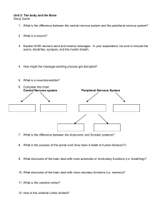 Unit 2: The body and the Brain