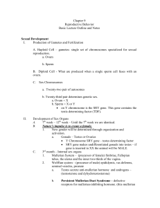 II. Development of Sex Organs