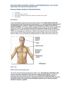 Nervous System Guide for Potential Doctors