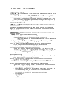 VASCULARIZATION OF THE HEAD AND NECK