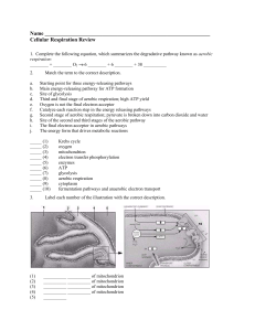 Cell Respiration Review 1