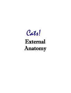 External Anatomy