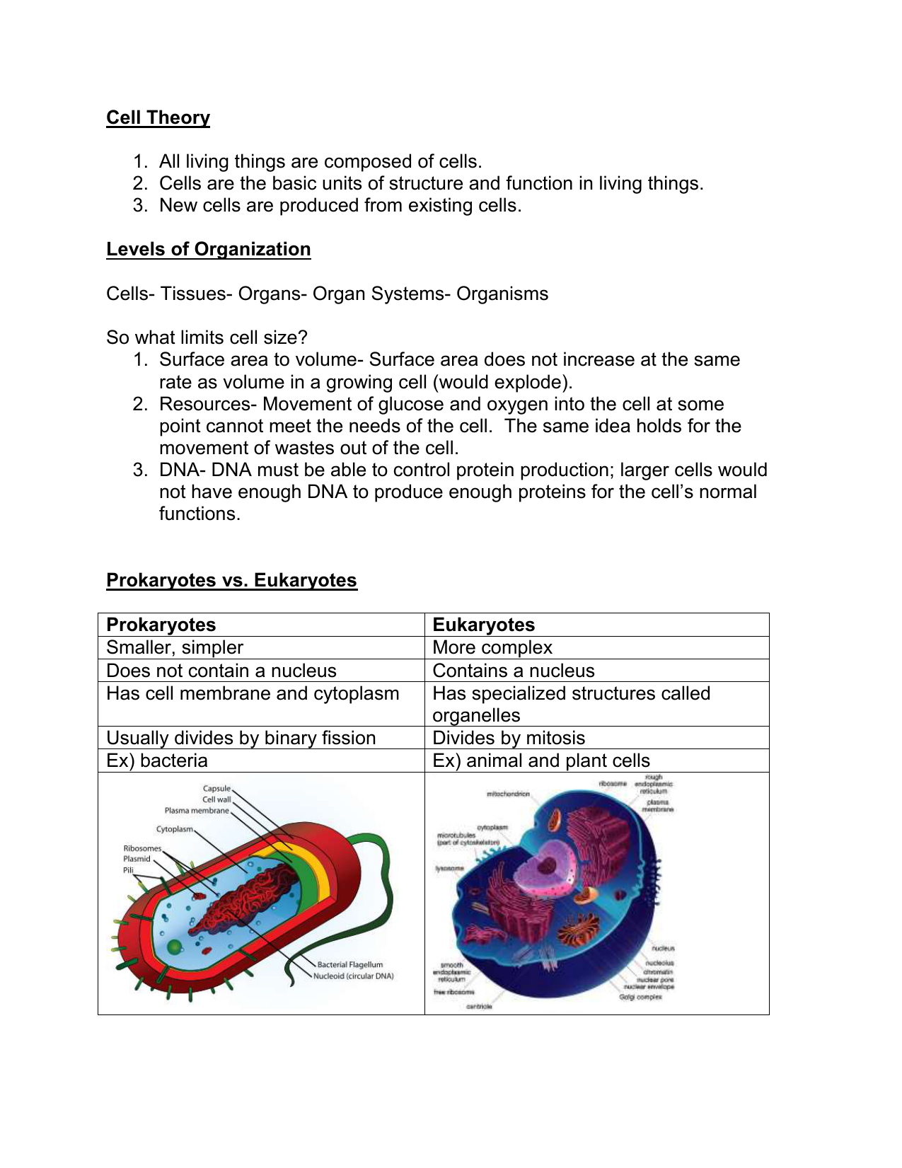 amoeba-sisters-dna-structure-and-function-worksheet-answers-cleo-sheets