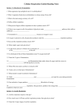 Cellular Respiration Guided Reading Notes Section 7