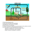 CARBON CYCLE - Biology Junction