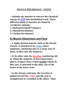MUSCLE CONTRACTION – NOTES #2 - Mr. Lesiuk