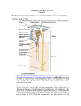 URINARY SYSTEM II