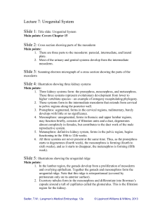 Lecture 7: Urogenital System