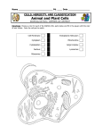 Animal and Plant Cells Coloring Pages