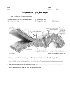 ws: Cell Membrane, The Gatekeeper