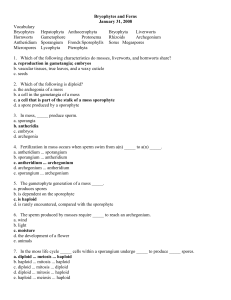 Bryophytes and Ferns