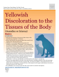 yellowish_discoloration_to_the_tissues_of_the_body