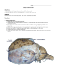 Sheep Brain Dissection - Milton