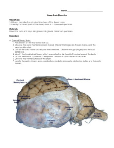 Sheep Brain Dissection - Milton