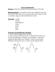 Lab: Frog Dissection