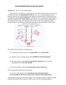 nuclear structure (2): the nucleolus