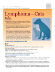 Lymphoma in cats