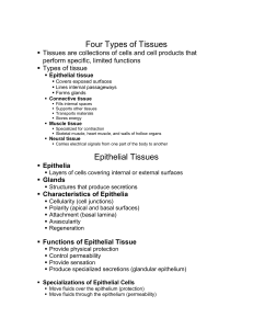 Four Types of Tissues - MDC Faculty Web Pages
