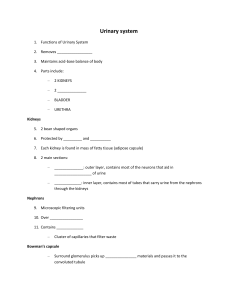 Urinary System Guided Notes