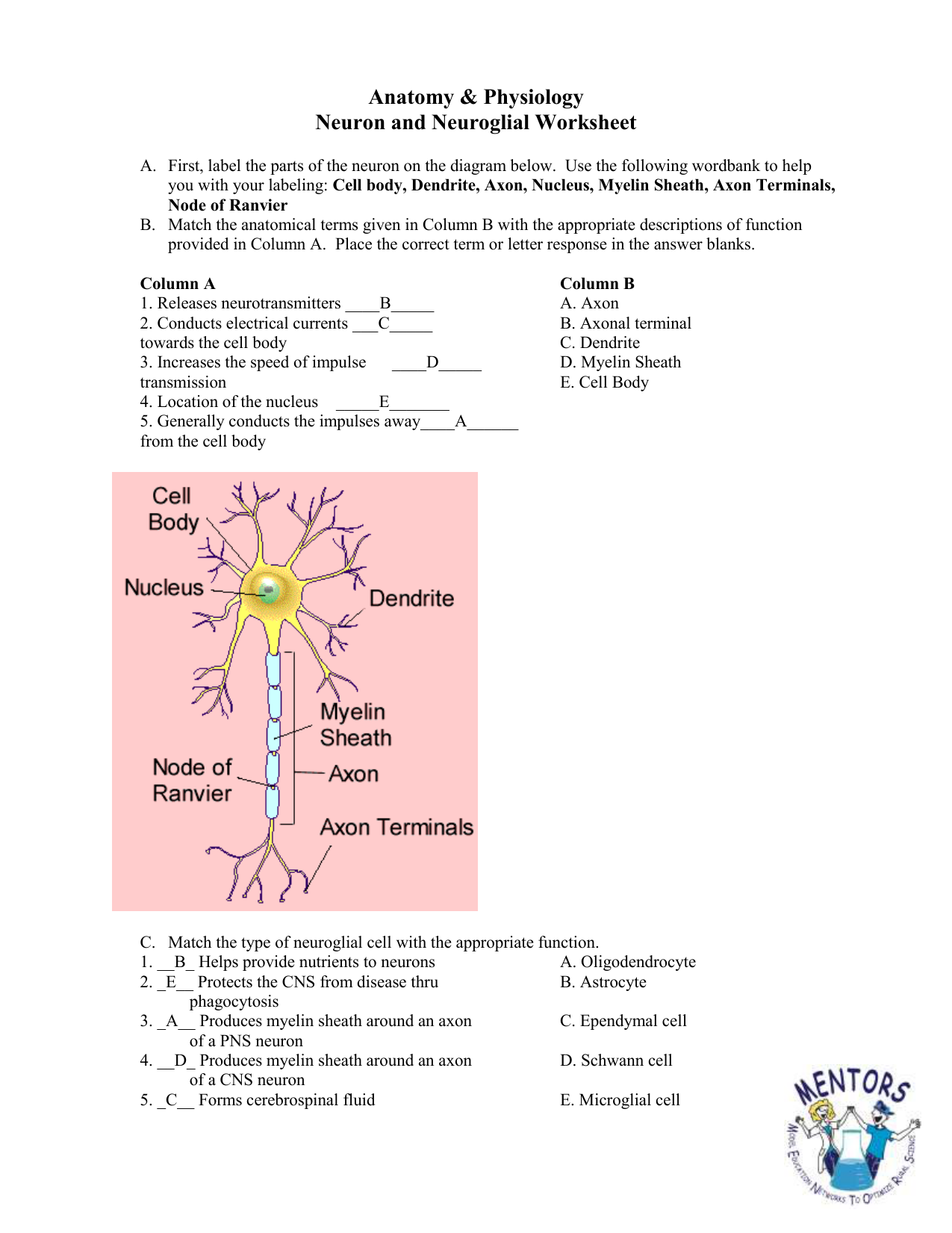 neuron anatomy and physiology worksheet answers