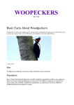 woopeckers - woodpecker class blog