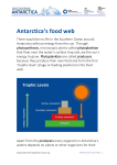 Antarctica`s Food Web - Discovering Antarctica