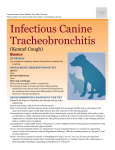 infectious_canine_tracheobronchitis