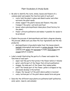 Plants Study Guide