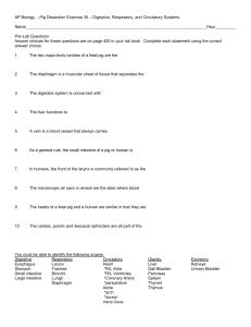 Digestive, Respiratory, and Circulatory Systems