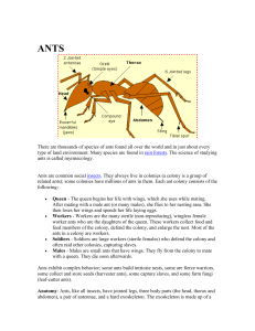Ants and Moth Worksheets