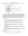 Anatomy of a Neuron