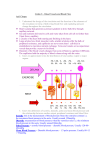 Cardiovascular 8 – Blood Vessels and Blood Flow