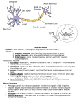 Neuron Notes Neuron- Cells that carry messages throughout the