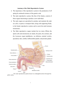 Anatomy of the Male Reproductive System The importance of the