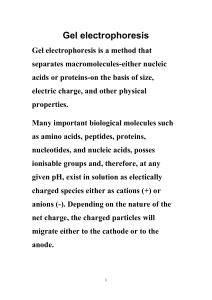 Gel electrophoresis