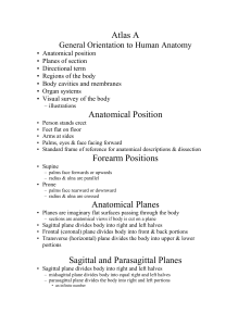 Atlas A General Orientation to Human Anatomy