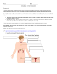endocrine system webquest