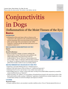 conjunctivitis_in_dogs