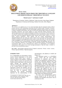 descending projections from the trigeminal ganglion and