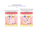 MS Word Version - Interactive Physiology