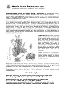 Article 68 Acacia baileyana - Botanical Society of South Africa