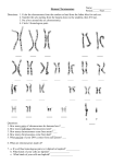 Human Chromosomes