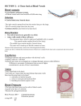 Cardiovascular System Notes