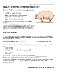 Pig Dissection - Mo`Hearn Biology