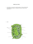 THE PLANT CELL The protoplasm of a single cell is called the