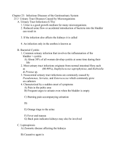 Chapter 23: Infectious Diseases Affecting the Genitourinary System