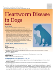 heartworm_disease_in_dogs