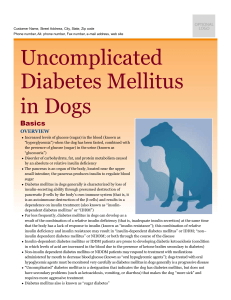 uncomplicated_diabetes_mellitus_in_dogs